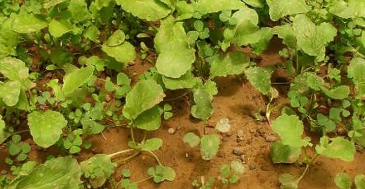 Solardouches en kassen voor chiutara baja en negro tambo (2008)